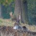 Fallow Deer Stag 100909